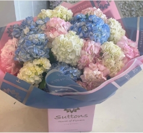 pastel hydrangea hand tied